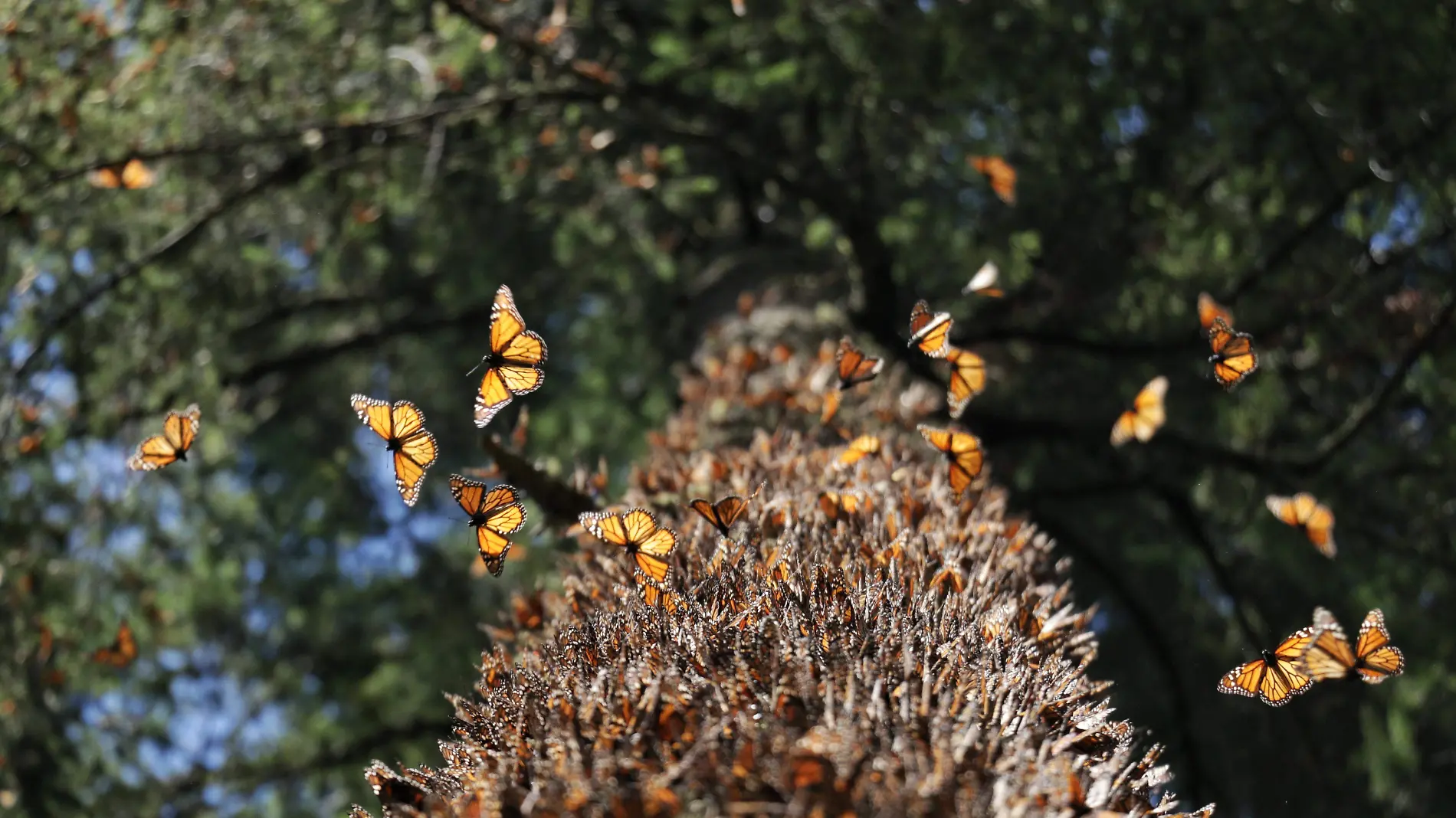 MARIPOSA MOANRCA_FMM (3)